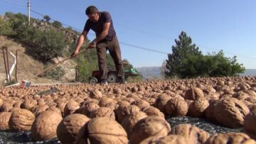 Kabuğuna Sığmayan Lezzetin Hasadı Başladı