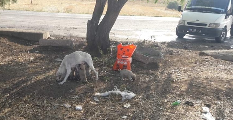 Sungurlu Belediyesi Sokak Hayvanlarını Unutmadı