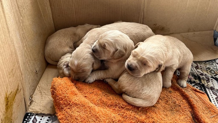 Köpek ve 6 Yavrusuna Polis Ekipleri Sahip Çıktı