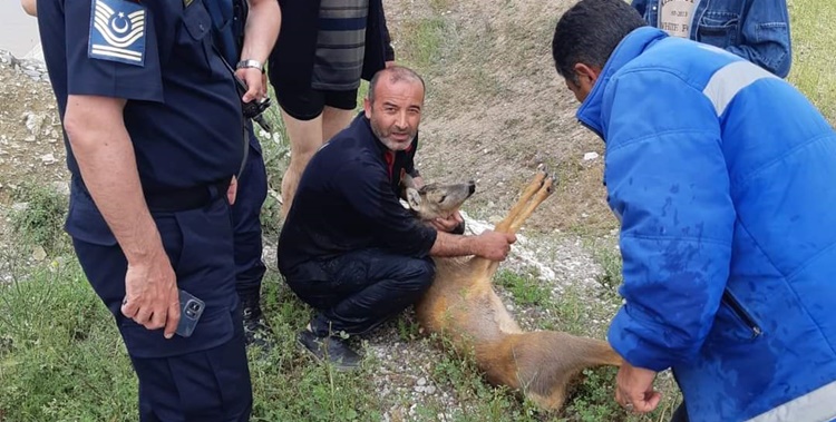 Su kanalına Düşen Karaca’yı Kutardılar